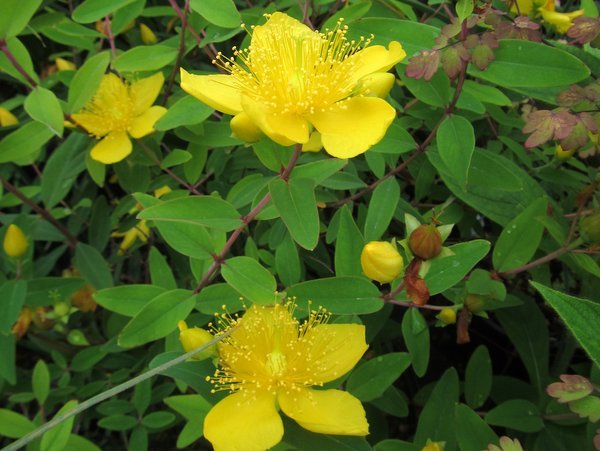 Hypericus Hypericum pseudohenryi – Far Reaches Farm