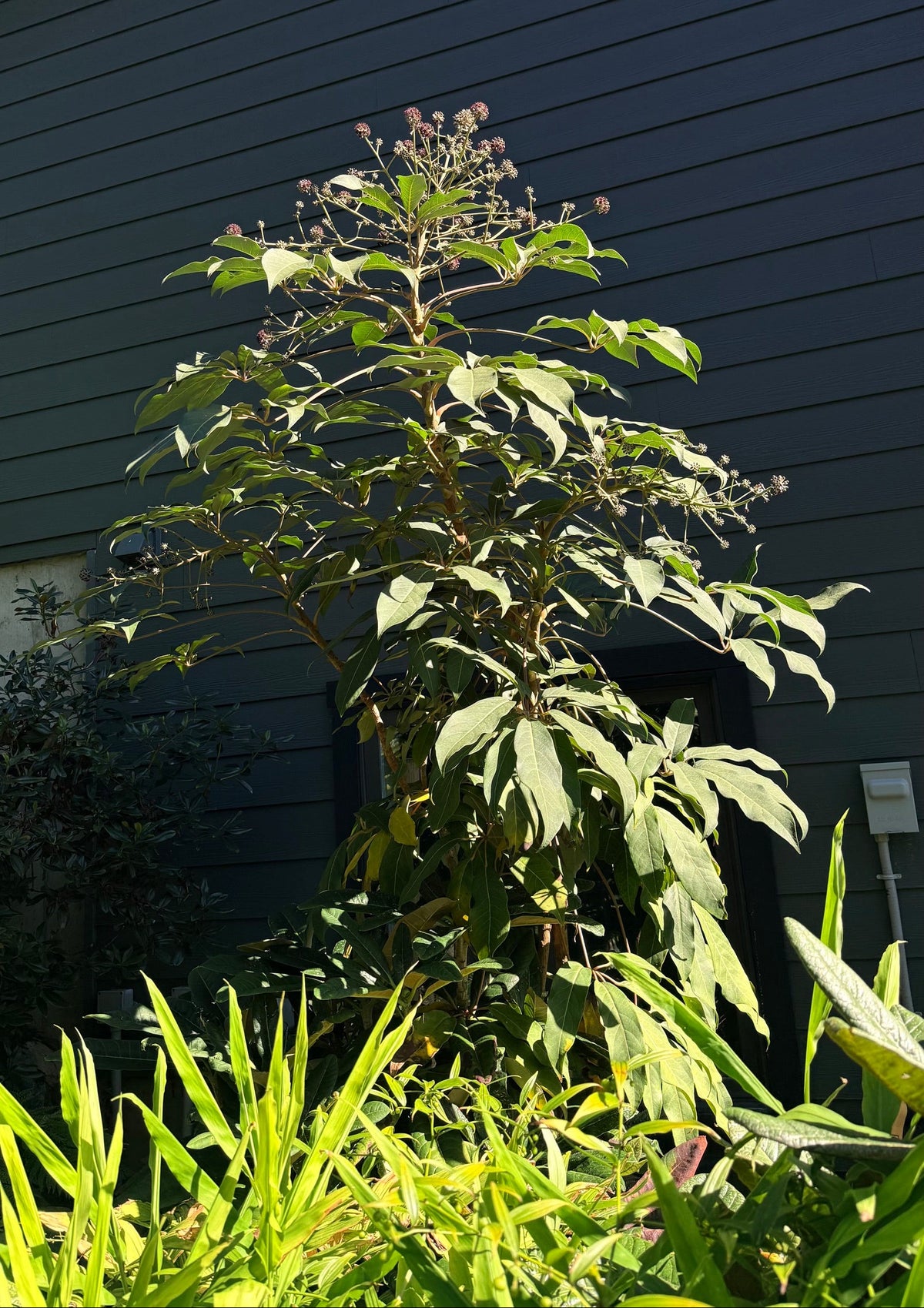 Heptapleurum (syn.Schefflera) sp.