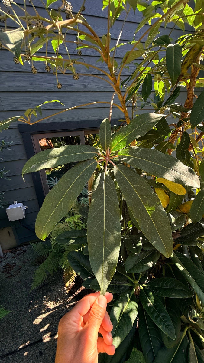 Heptapleurum (syn.Schefflera) sp.