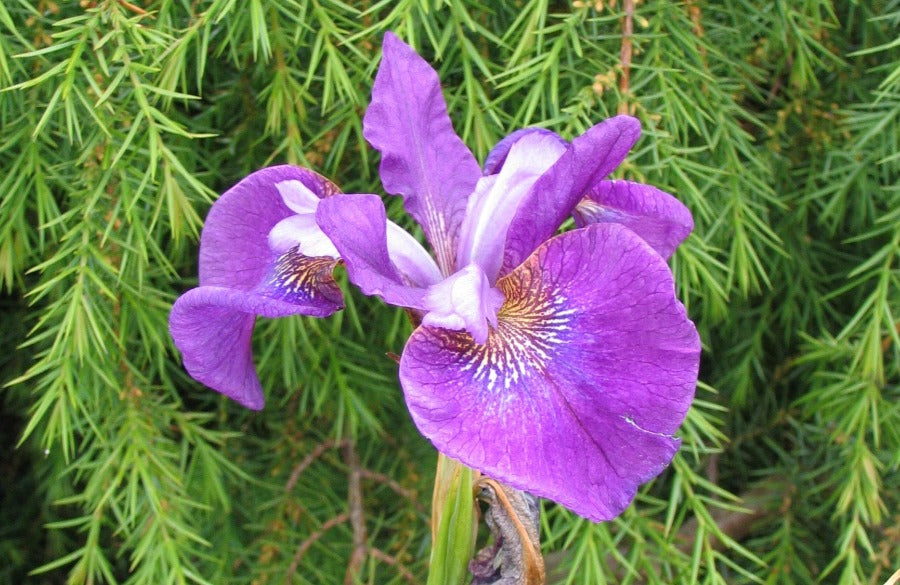 iris siberica devils dream closeup