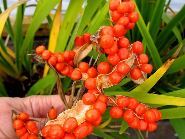 Iris foetidissima 'Nant Gwilw'