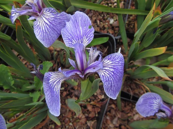 Iris hookeri