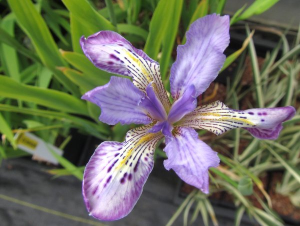 Iris milesii CC12-7307 ex Nepal