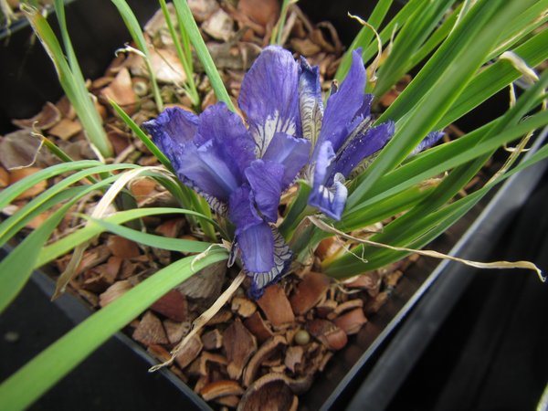 Iris ruthenica 'Nana'
