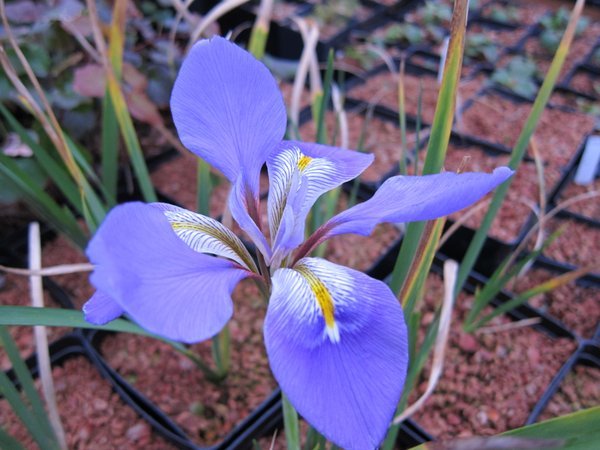 Iris unguicularis 'Ginny Hunt'