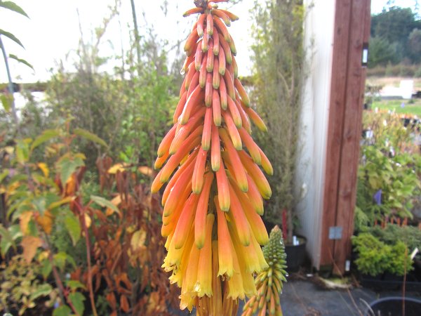 Kniphofia thomsonii 'Kichocheo'