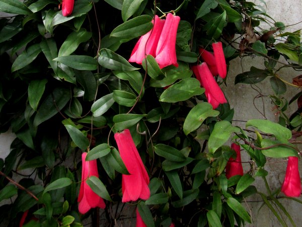 Closeup of vines and rose-red flowers of Lapageria rosea
