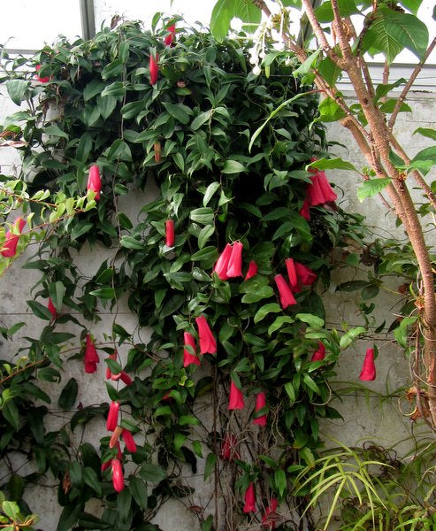 Vines and red bell flowers of Lapageria rosea cascading down a stone wall