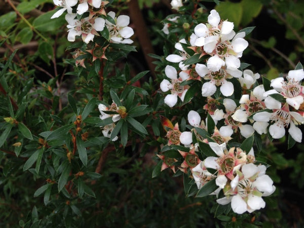 White flowers and green leaves of Leptospermum riparium