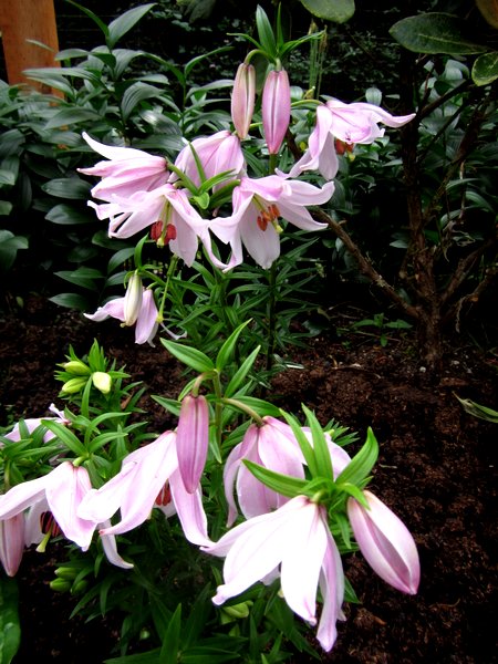 Lilium mackliniae - pink form