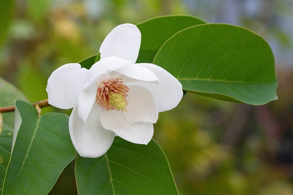 Magnolia sieboldii CDHM 14612
