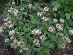 A large clump of flowering Monarda austroappalachiana