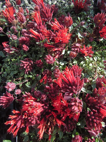 Many clusters of red flowers of Monardella 'Marion Sampson'