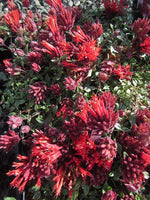 Many clusters of red flowers of Monardella 'Marion Sampson'