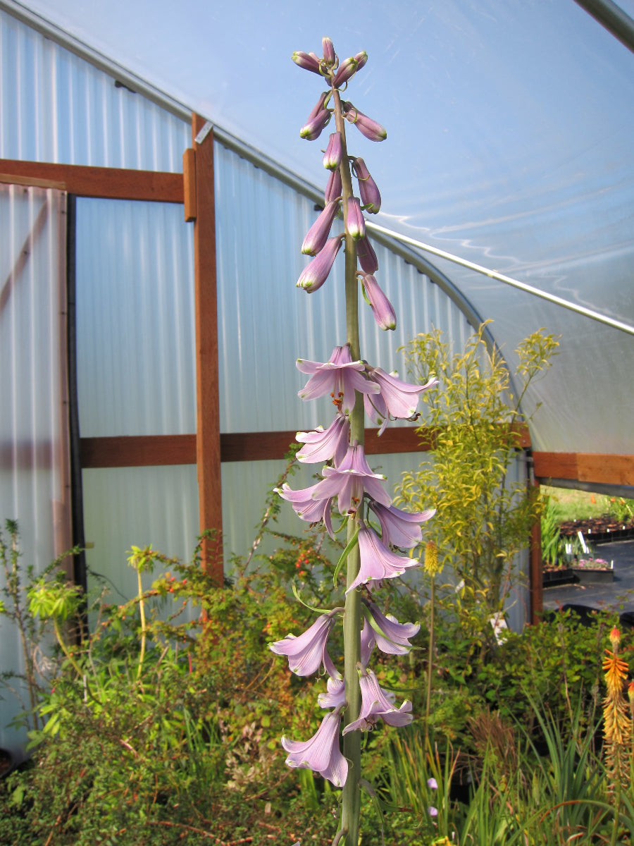 Notholirion cf. bulbuliferum