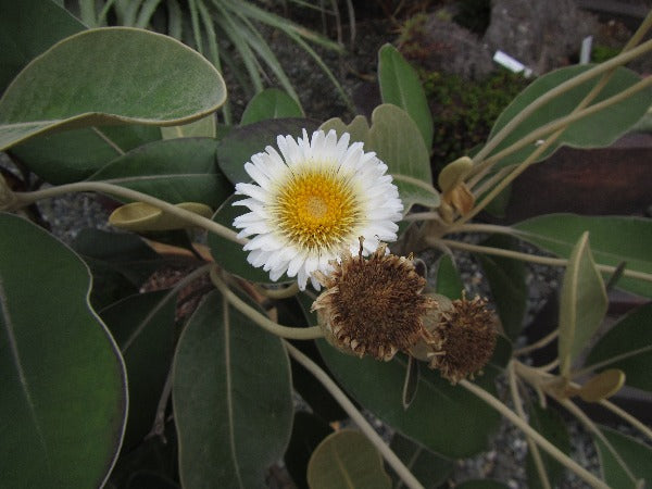 Olearia insignis (syn. Pachystegia)