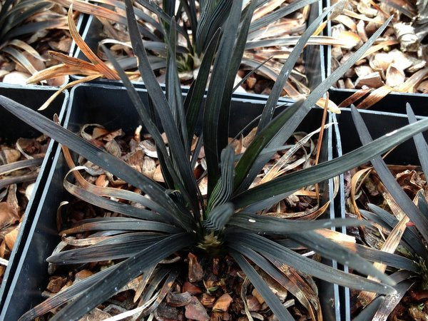 Ophiopogon planiscapus 'Nigrescens Nana'