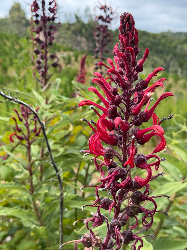 Lobelia cf. tupa CEH 2414