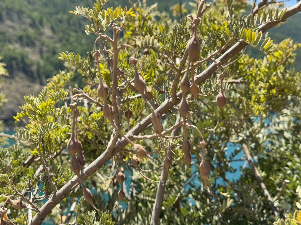 Sophora macrocarpa CEH 2405