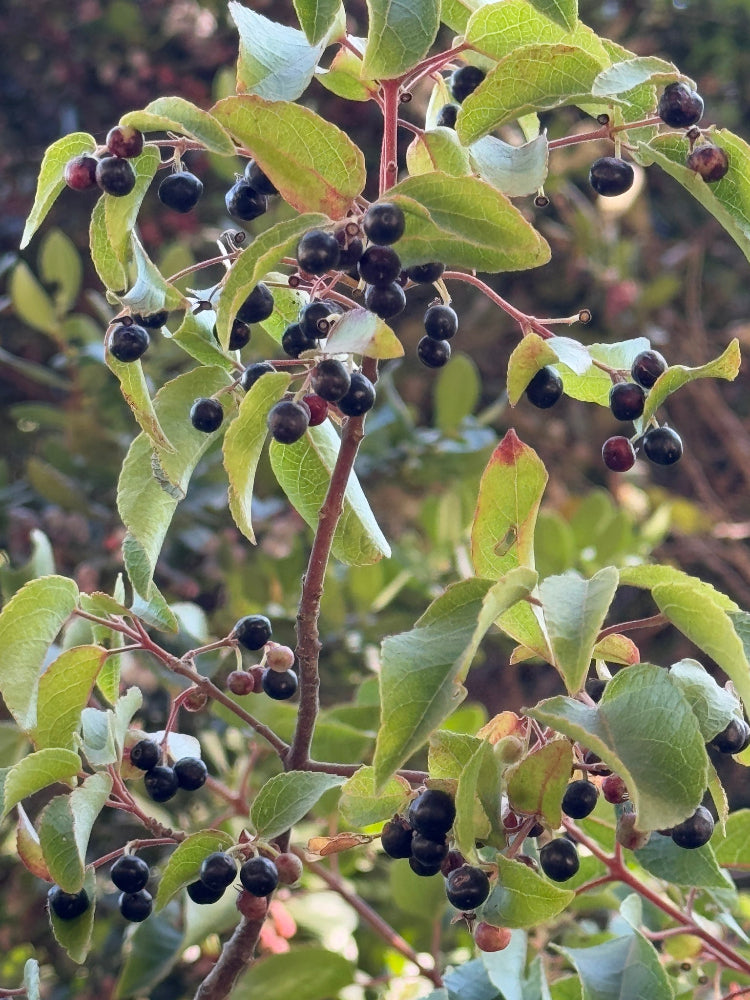 Aristotelia chilensis CEH 2431