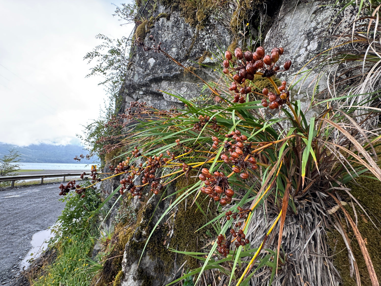 Libertia chilensis CEH 2426