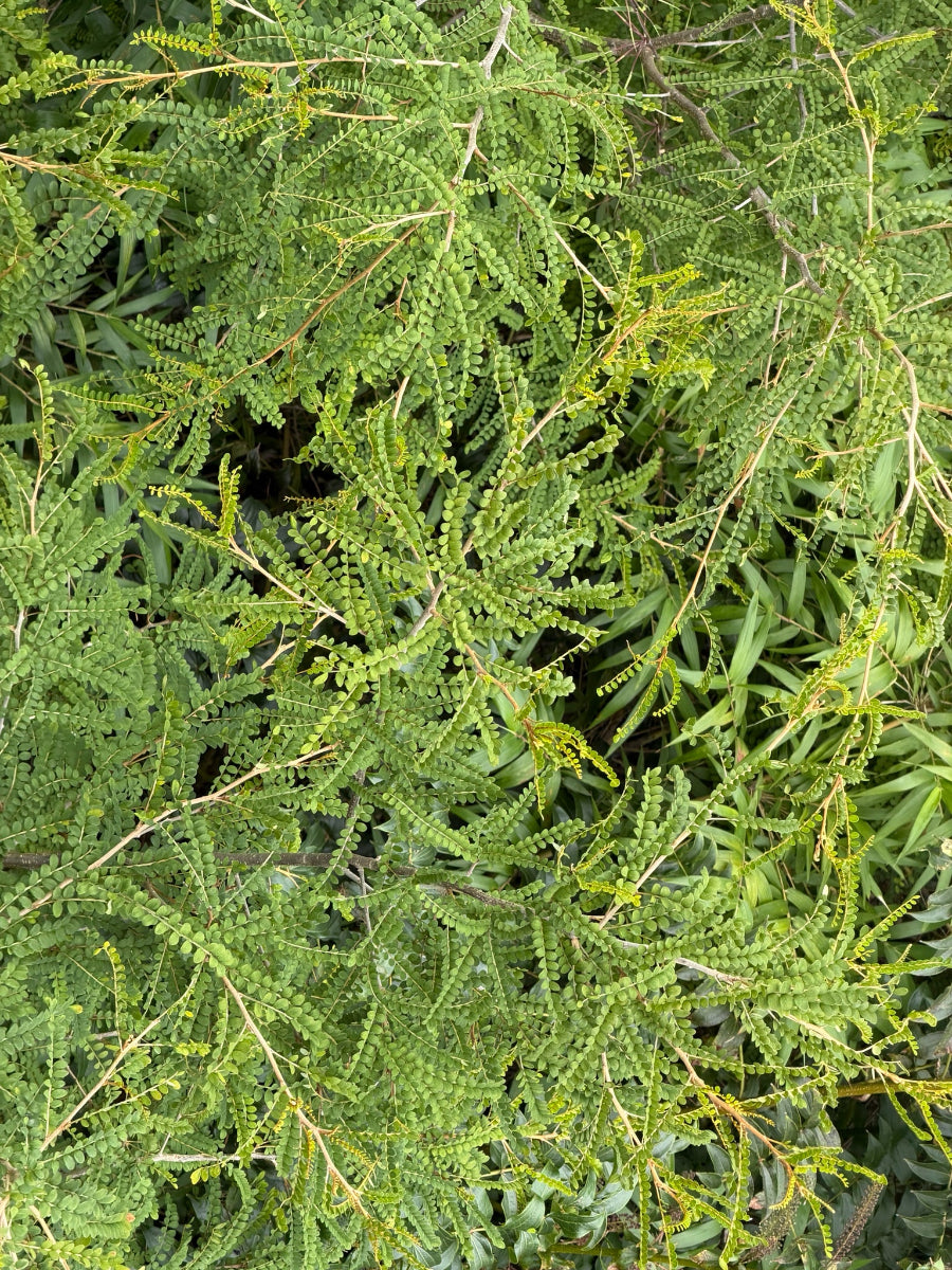 Sophora cassioides ARCH 44