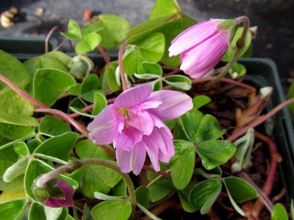 Oxalis griffithii 'Flore Pleno' - Pink