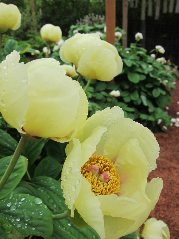 molly the witch peony paeonia flowers
