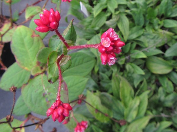 Persicaria chinensis var. ovalifolia 'Indian Summer'