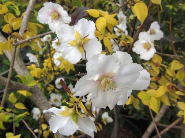 Philadelphus 'Yellow Cab'