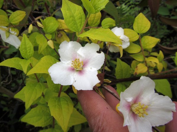 Philadelphus 'Yellow Cab'