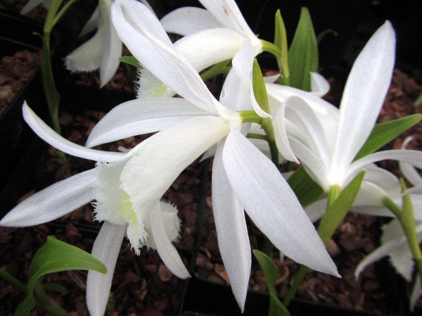 Pleione formosana Alba Group white orchid flower