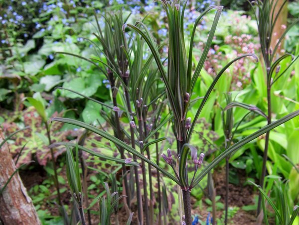 Polygonatum cf. curvistylum