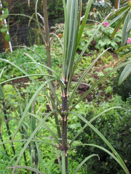 Polygonatum fuscum ex MD 97316