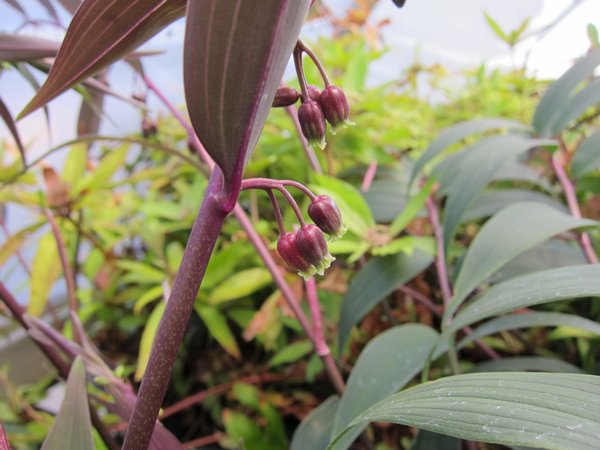 Polygonatum mengtzense f. tonkinense