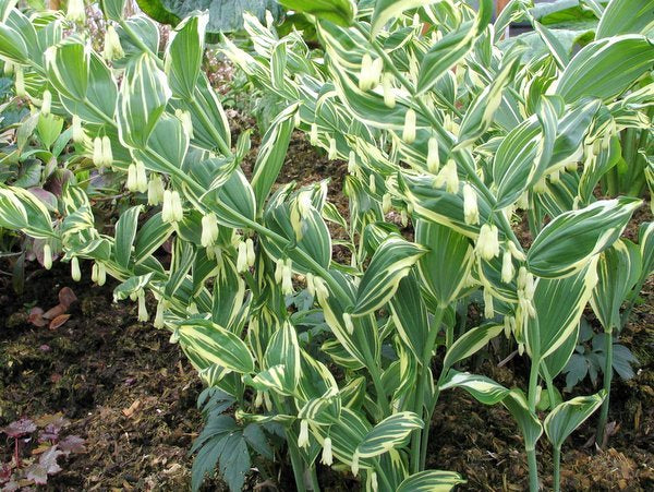 Polygonatum x hybridum 'Striatum'