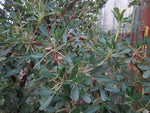 Polylepis tomentella subsp. incanoides BK10509.20