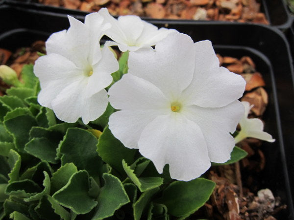 Large white flowers of Primula 'Aire Mist'