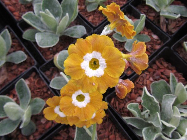 Primula auricula 'Old Mustard'