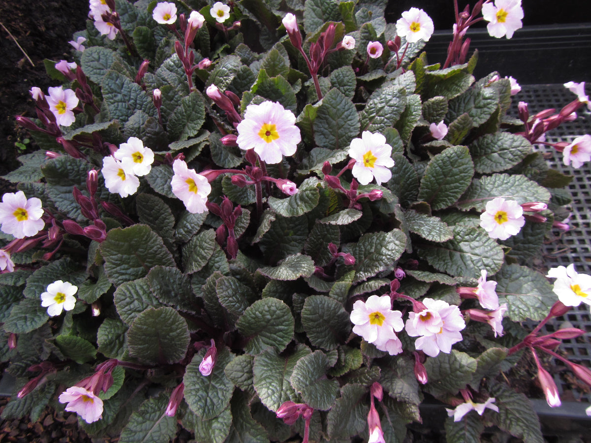 Primula 'Guinevere'