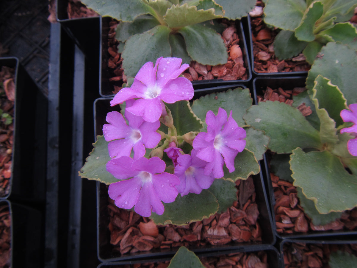 Primula hirsuta
