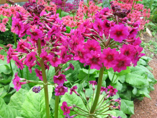 Primula japonica