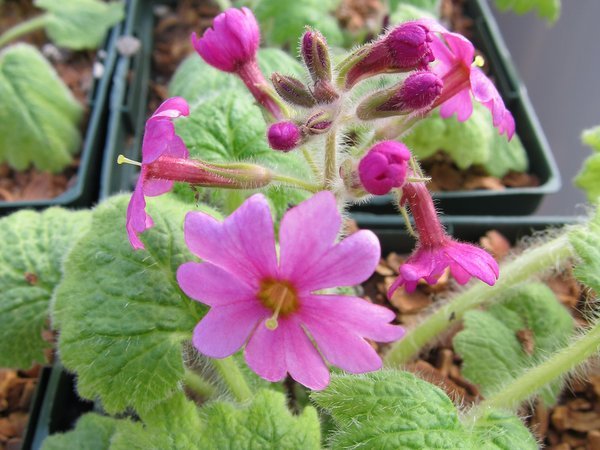 Primula kisoana