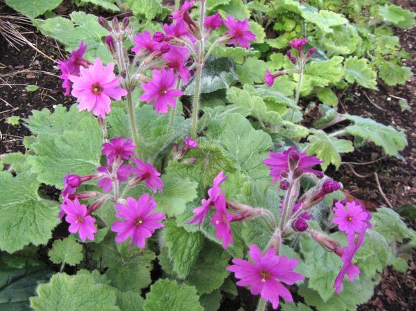 Primula kisoana