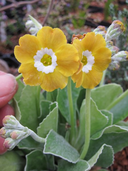 Primula auricula 'Old Mustard'