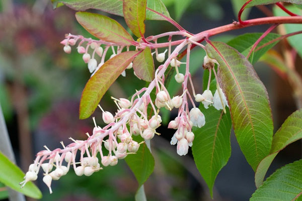 Clethra petelotii FMWJ 13405