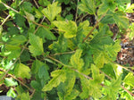 Ribes alpinum 'Aureum'