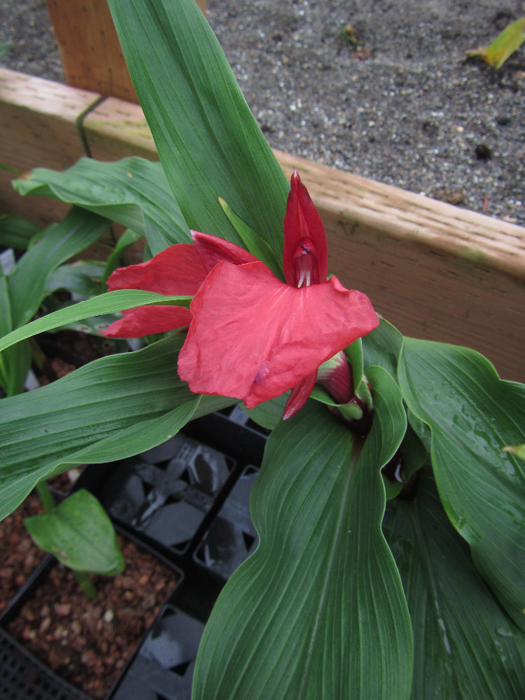 Roscoea purpurea f. rubra BBMS 45