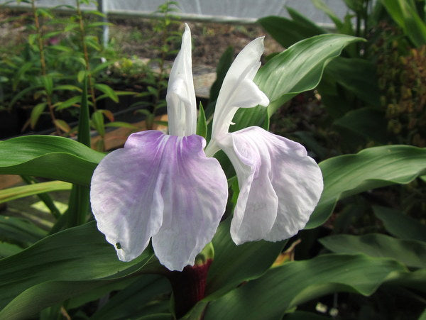 Closeup of frilly white flowers of Roscoea purpurea 'Vannin' with slight lilac tinge