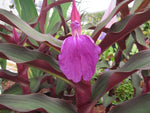 Roscoea purpurea 'Royal Purple Group'